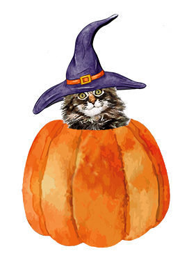 witch cat in pumpkin