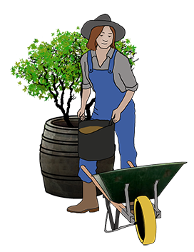 garden wheelbarrow woman gardening