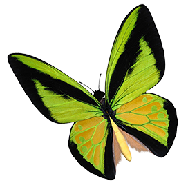 yellow birdwing butterfly clipart