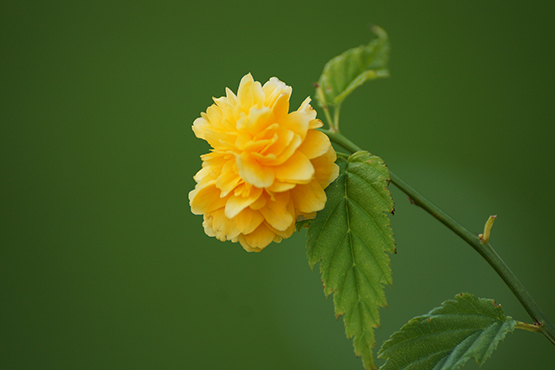 yellow flower photo