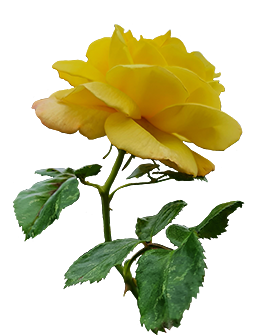 yellow rose with stalk and leaves clipart