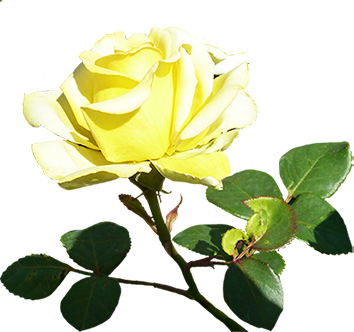 Yellow Valentine Rose
