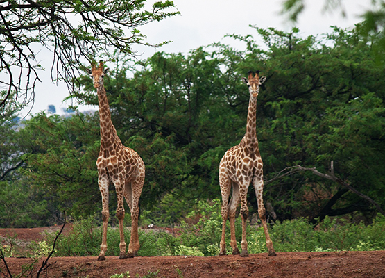 young giraffe bulls in Africa