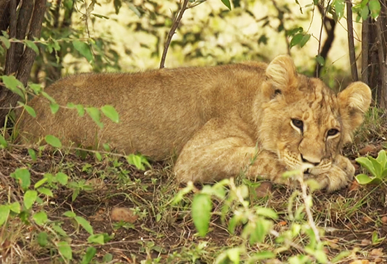 young lion resting on the Savannah
