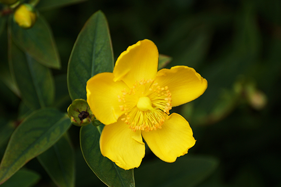 hight quality photo yellow flower