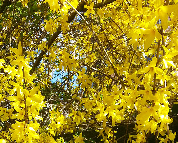 yellow forsythia flowers in spring