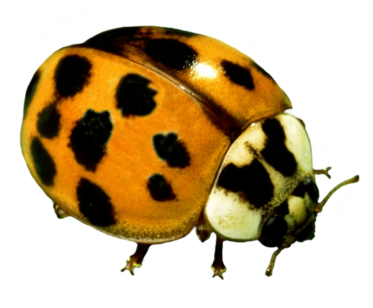 Yellow Ladybug beetle