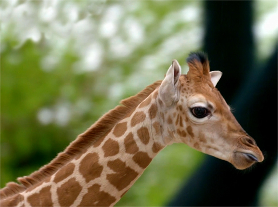 young giraffe photo