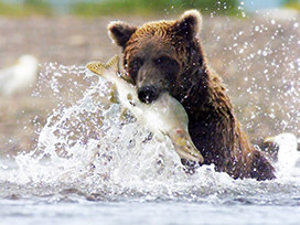 Young Grizzly bear catching a fish