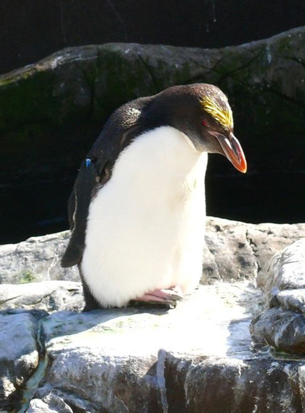 young rockhopper penguin