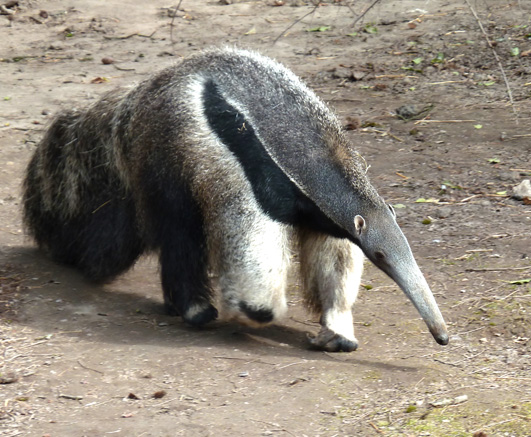 Anteater walking