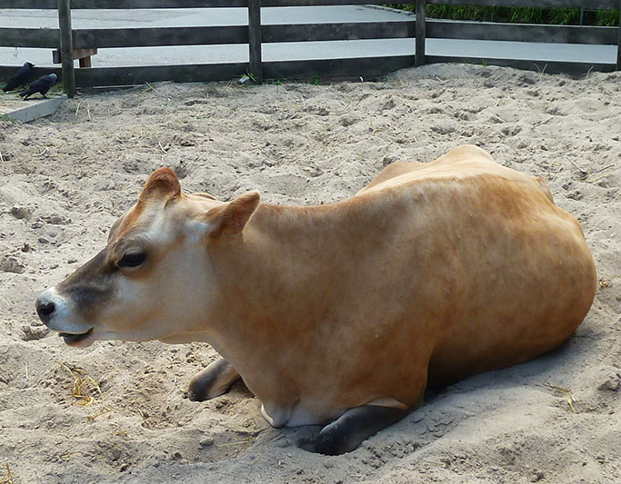 Cow in zoo laying down