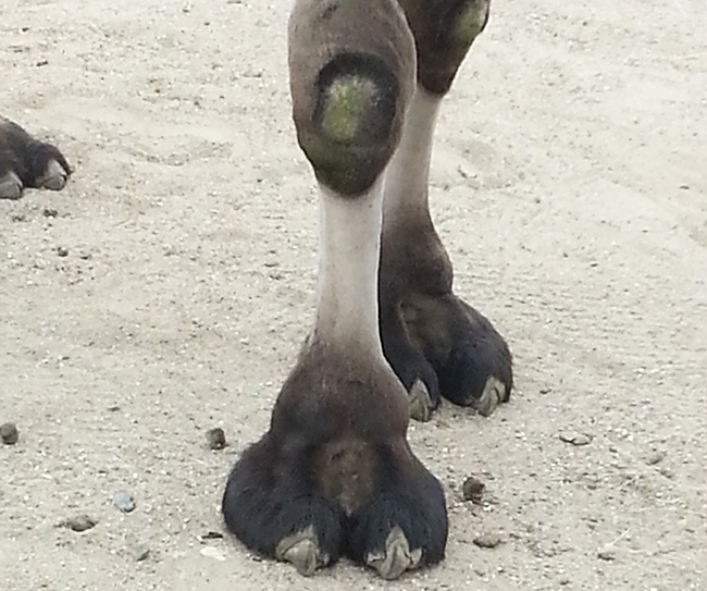 camel feet and knees close up