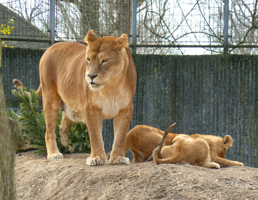 Female lion with cubs