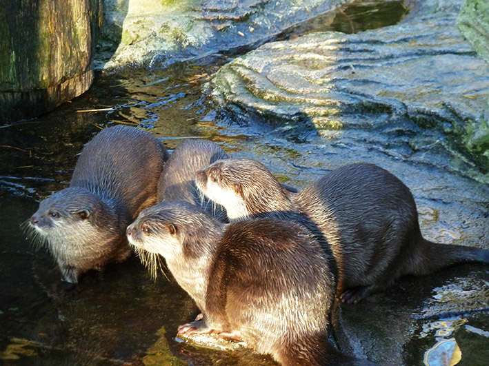 Cute small-clawed Otters