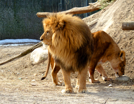 Lion couple male female