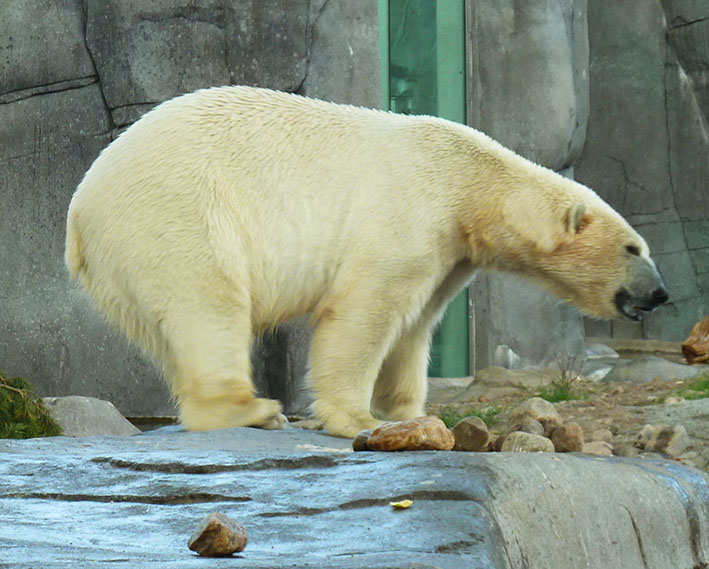 Polar bear picture side view