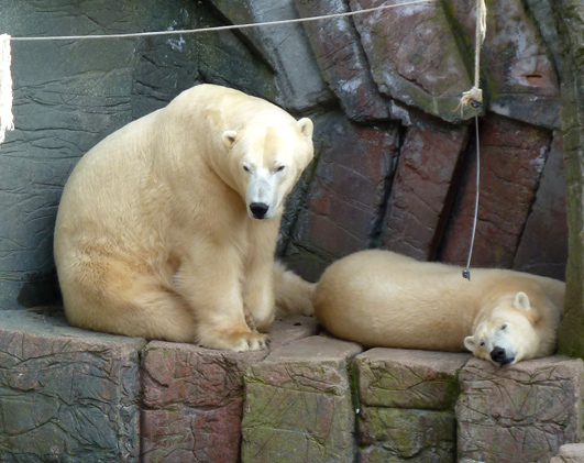 Polar bears taking a nap