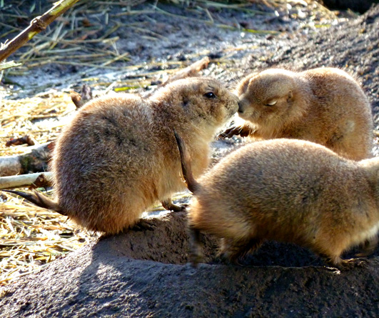 Prairie dogs greeting