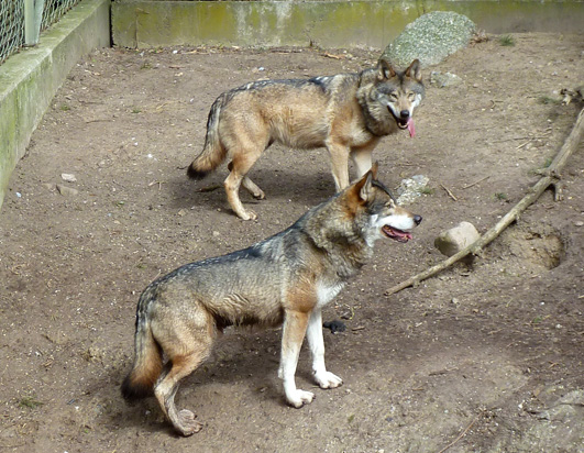 Wolves in zoo