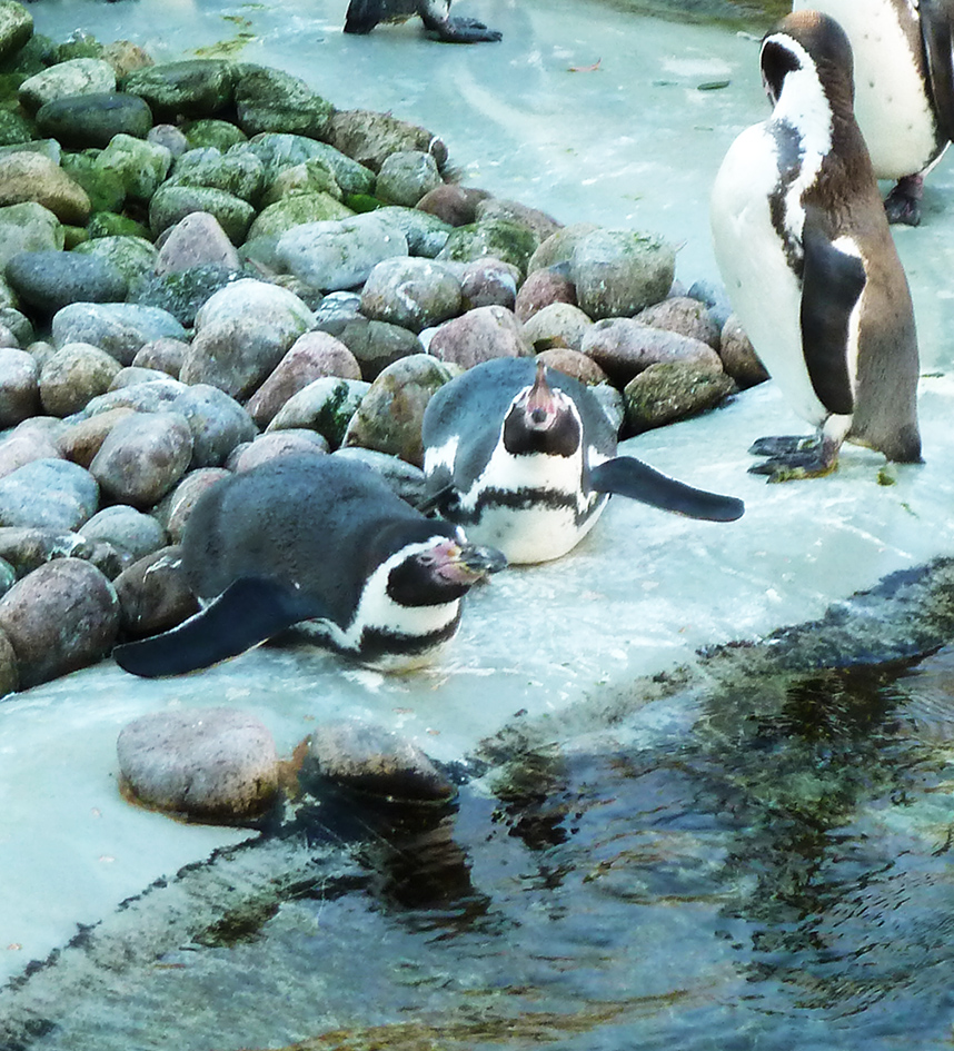 zoo humboldt penguins resting