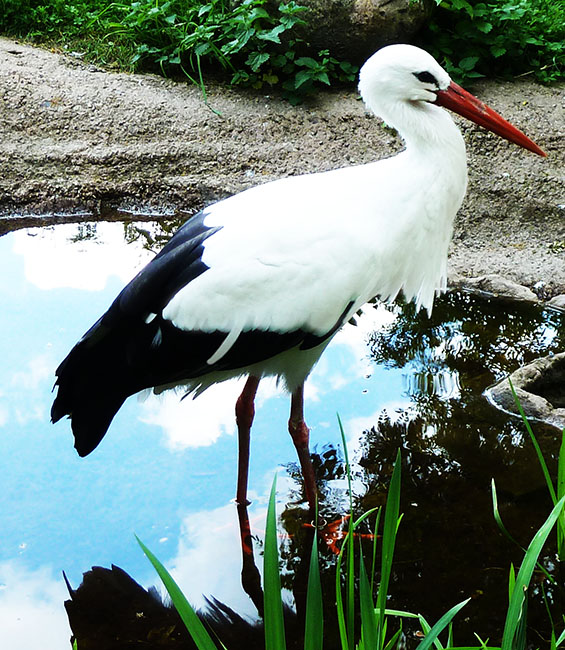 stork in zoo in water